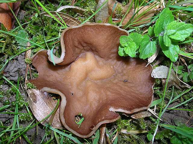 2005 :  Un anno di funghi